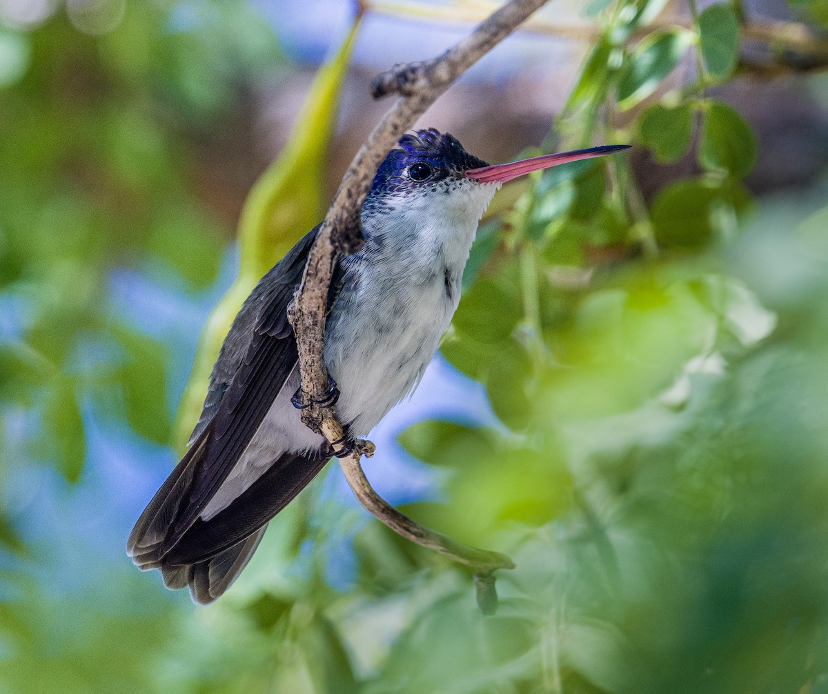 Violet-crowned Hummingbird - Cecilia Riley