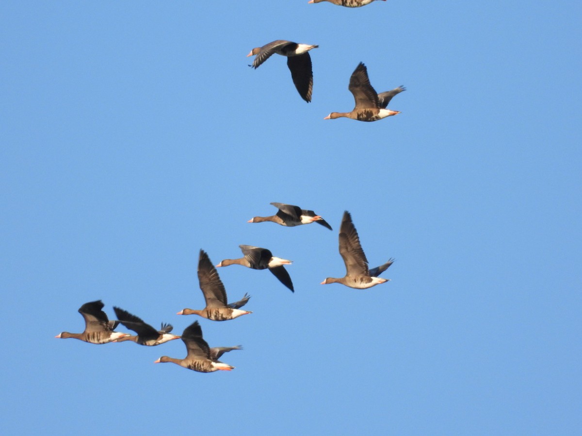Greater White-fronted Goose - Logan Lakins