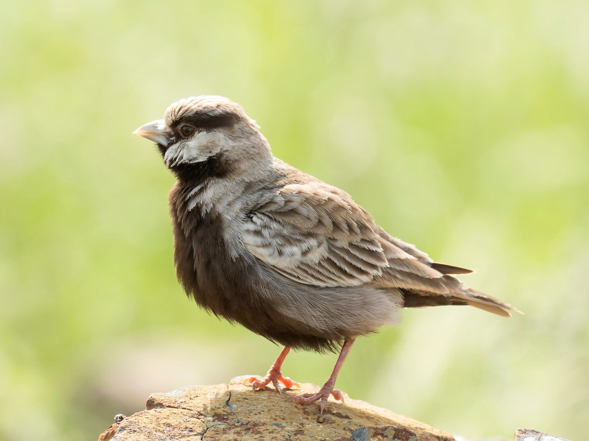 Ashy-crowned Sparrow-Lark - Subhadra Devi