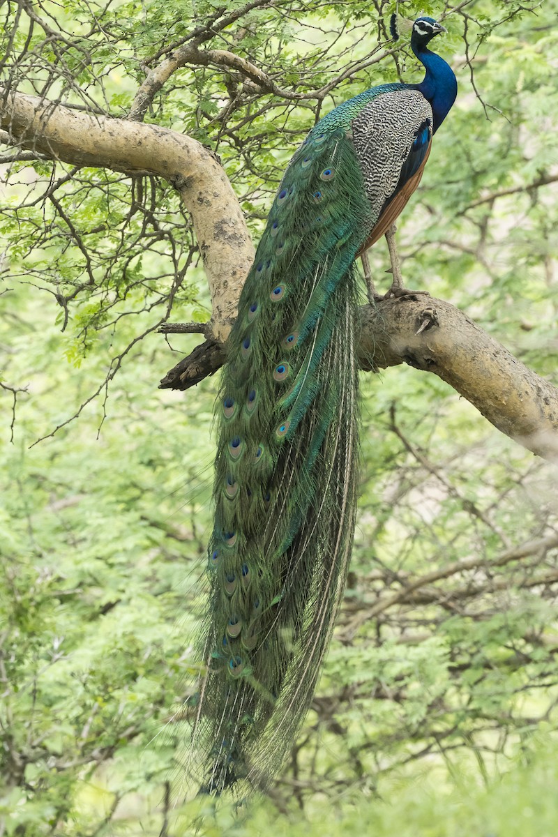 Indian Peafowl - Subhadra Devi