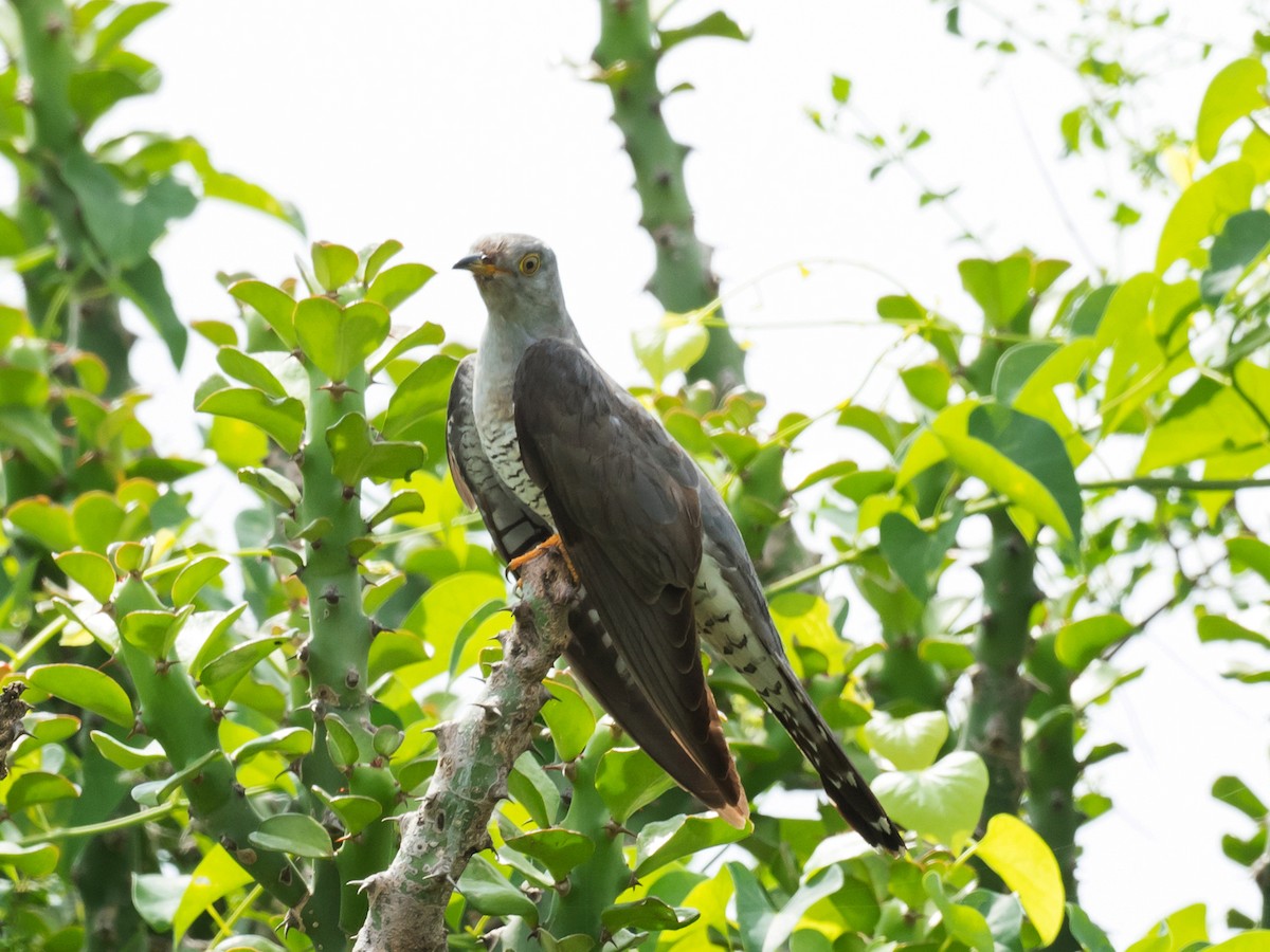 Common Cuckoo - Subhadra Devi