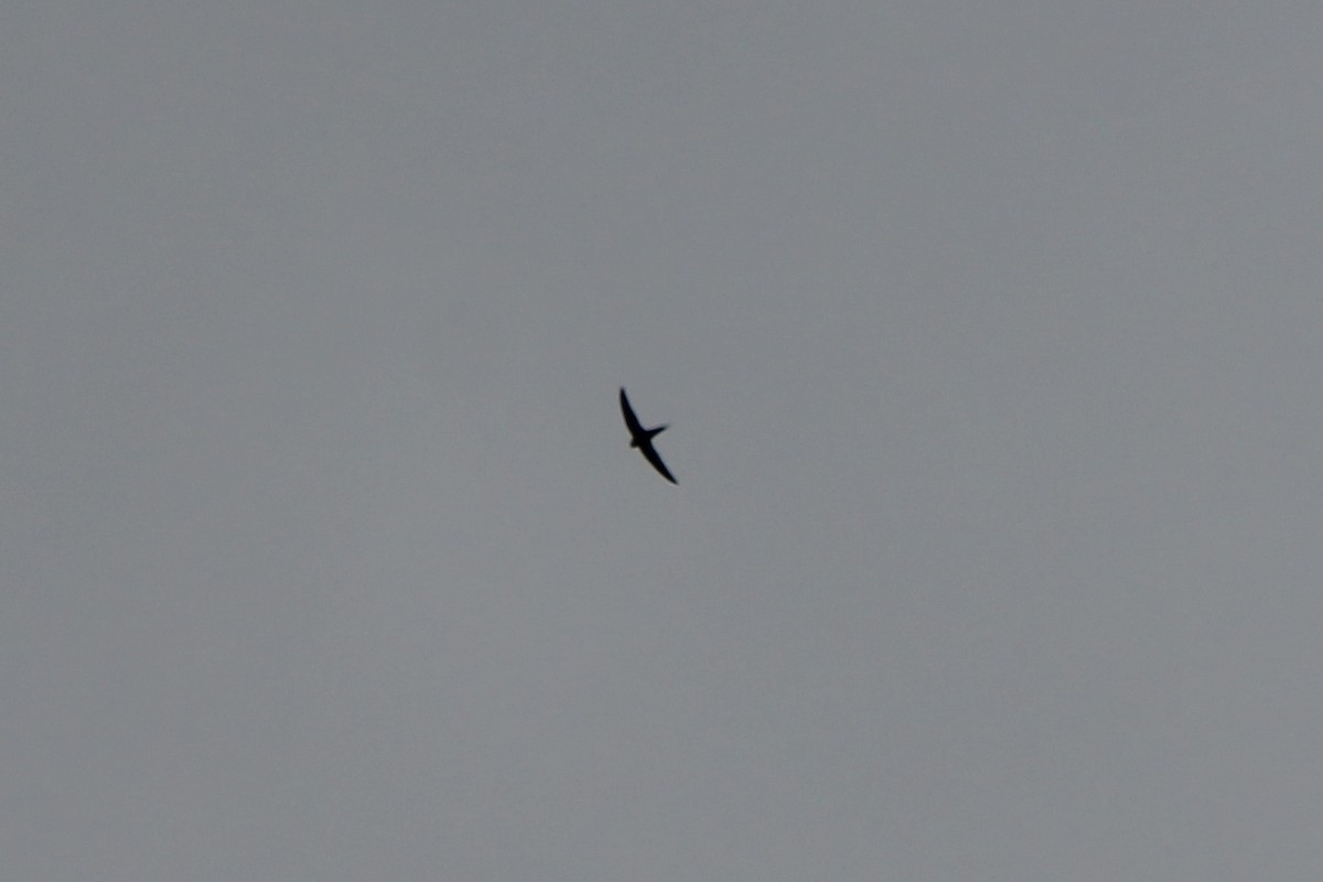 Great Swallow-tailed Swift - ML181671611