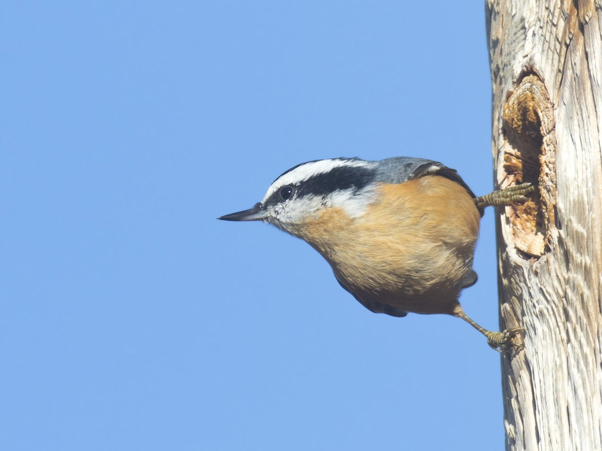 Red-breasted Nuthatch - ML181676301