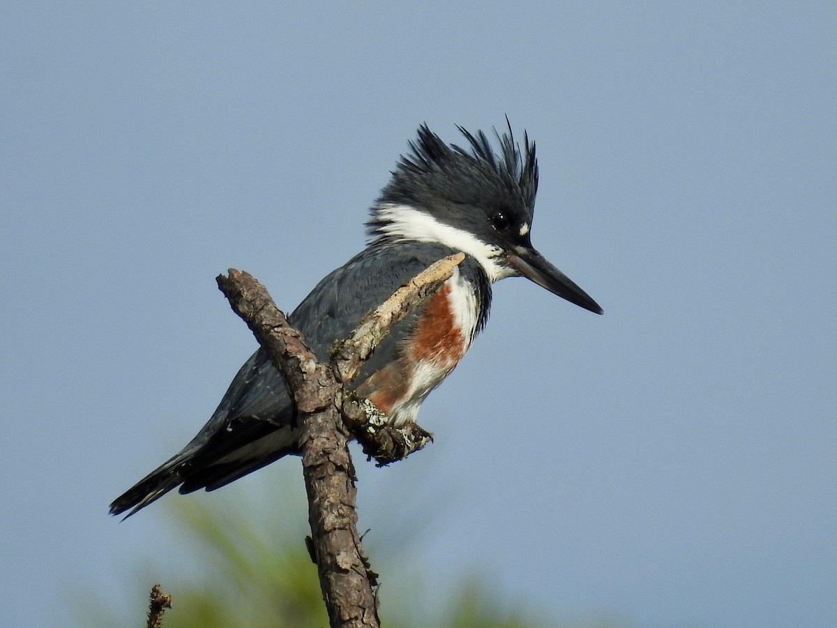 Belted Kingfisher - Laura Mae