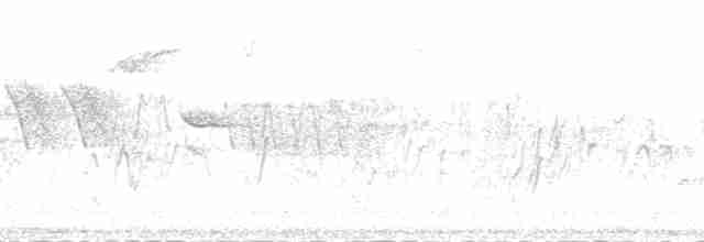 střízlík obecný (ssp. indigenus) - ML181681