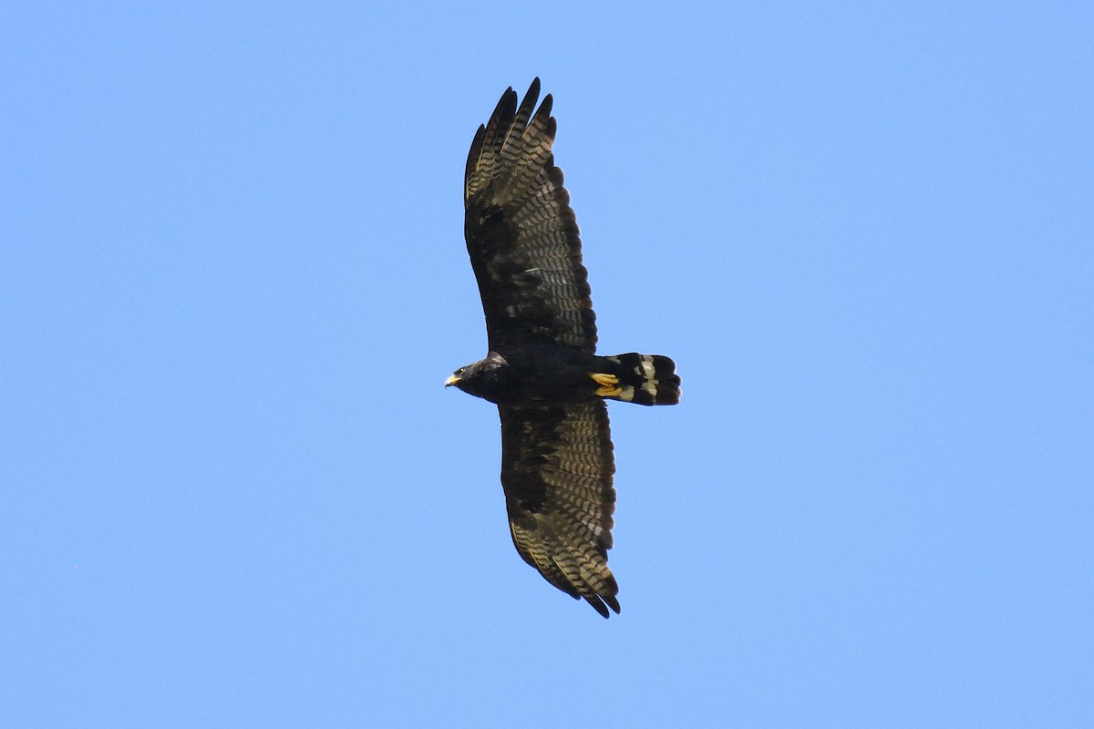 Zone-tailed Hawk - Hugh Whelan
