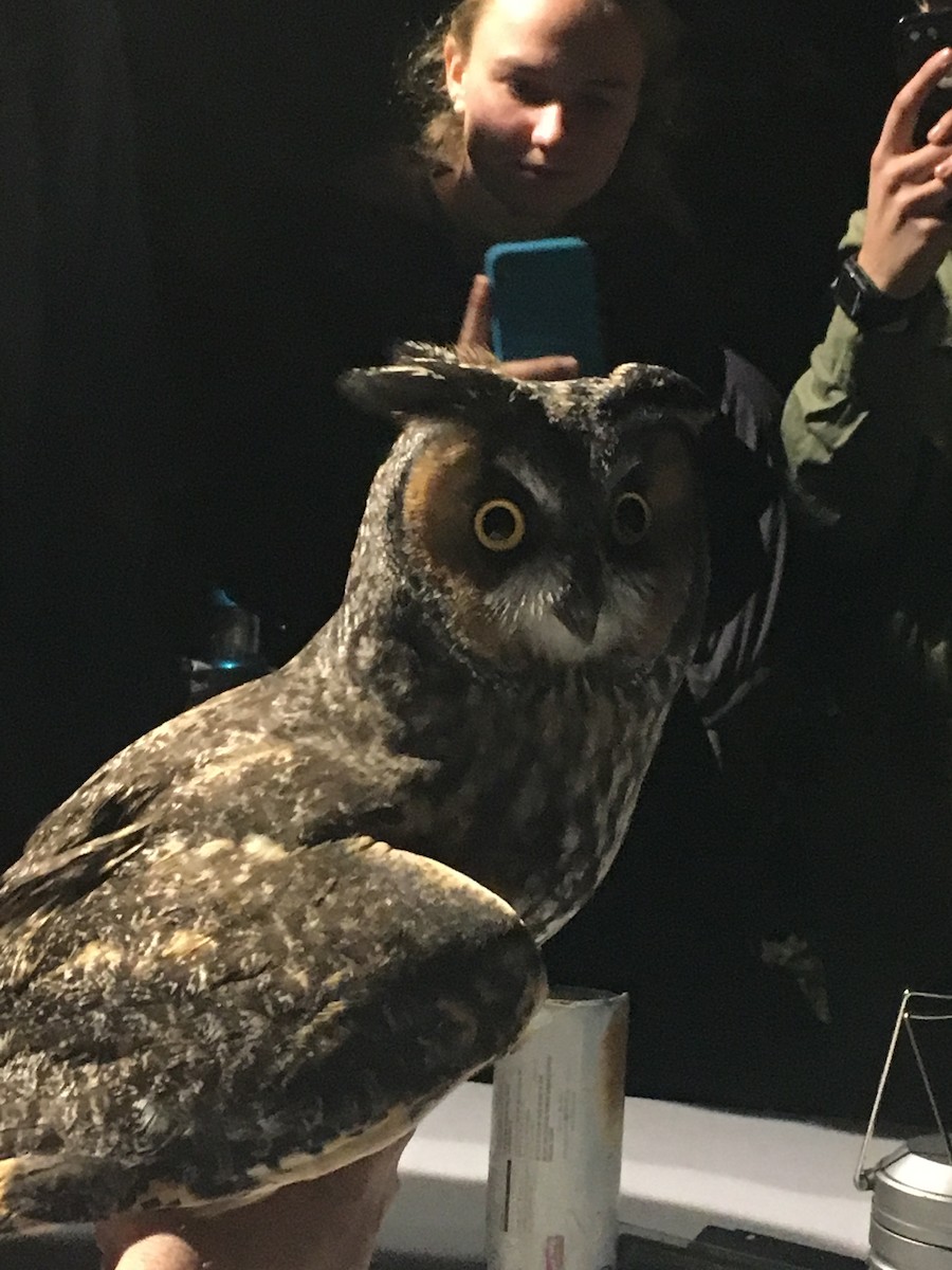 Long-eared Owl - ML181682041
