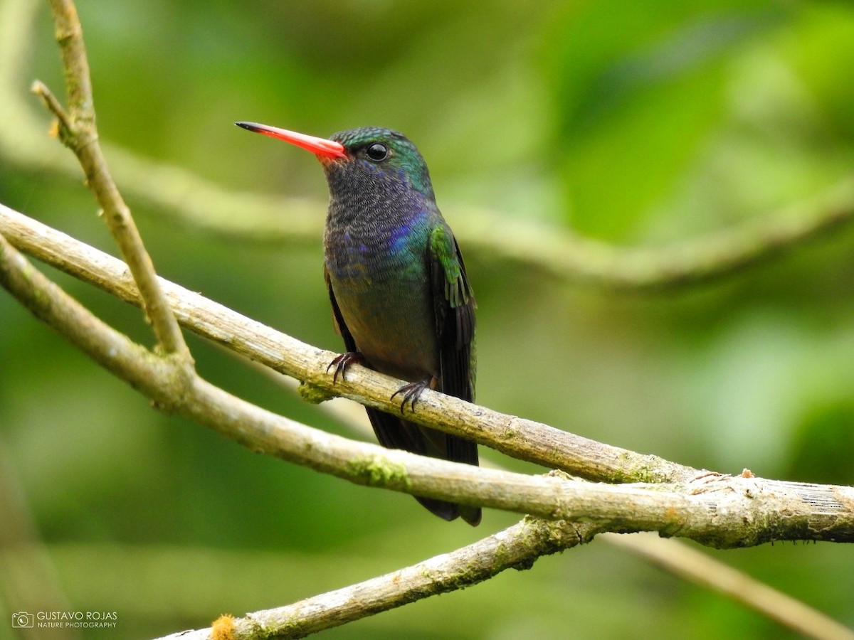 Blue-throated Goldentail - ML181683941