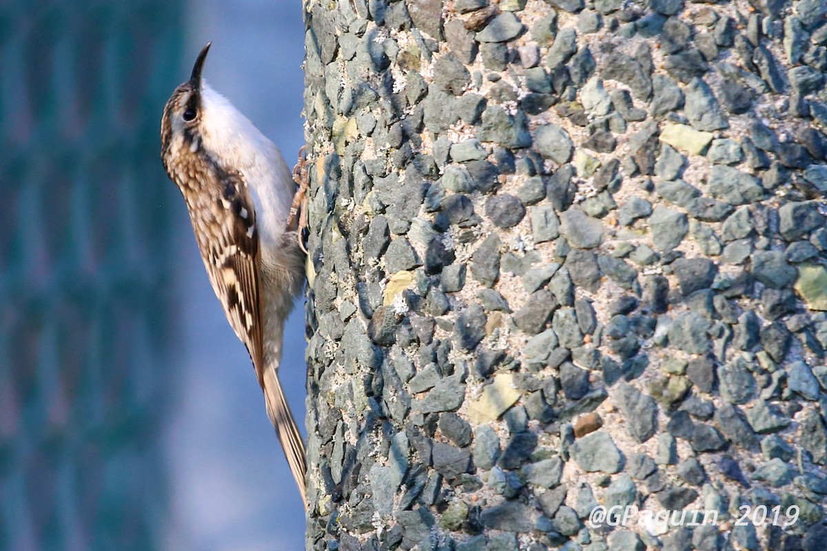 Brown Creeper - Guy Paquin