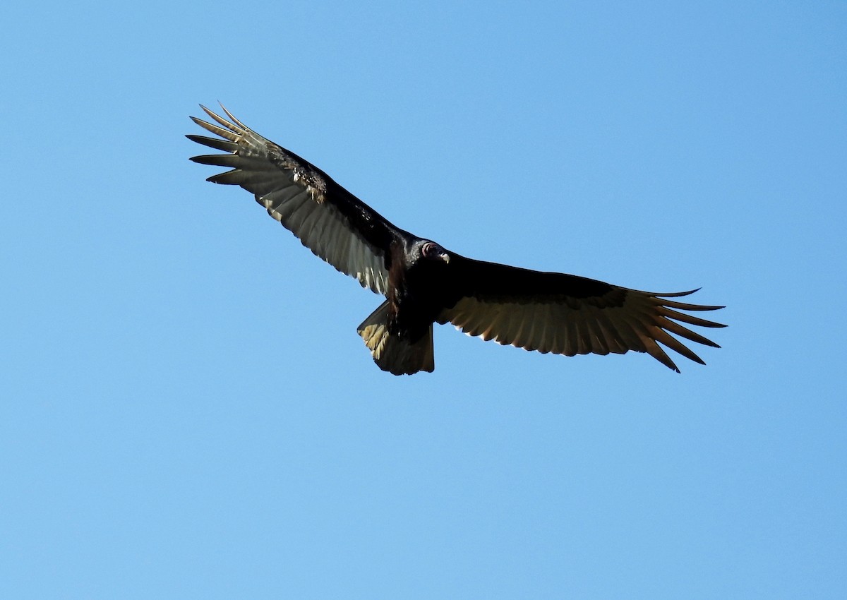 Turkey Vulture - ML181686971
