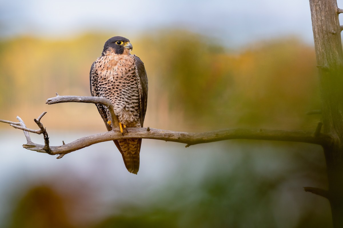 Peregrine Falcon - Kyle Tansley