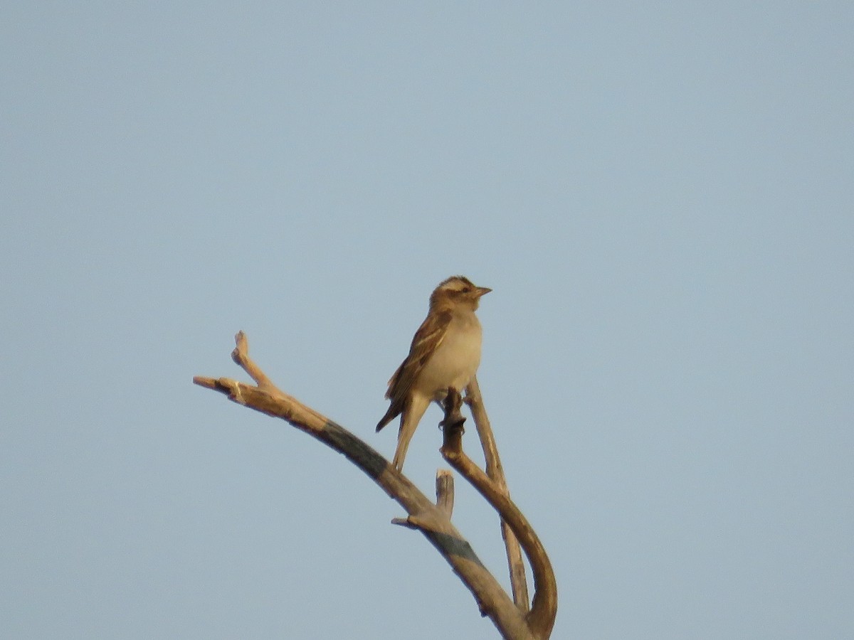 Yellow-throated Bush Sparrow - charles vellios