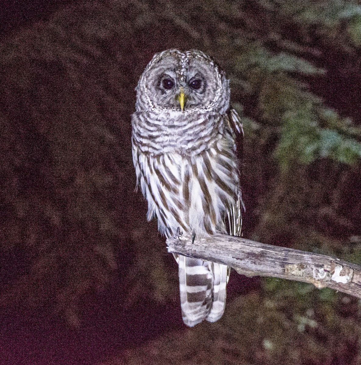 Barred Owl - ML181689001