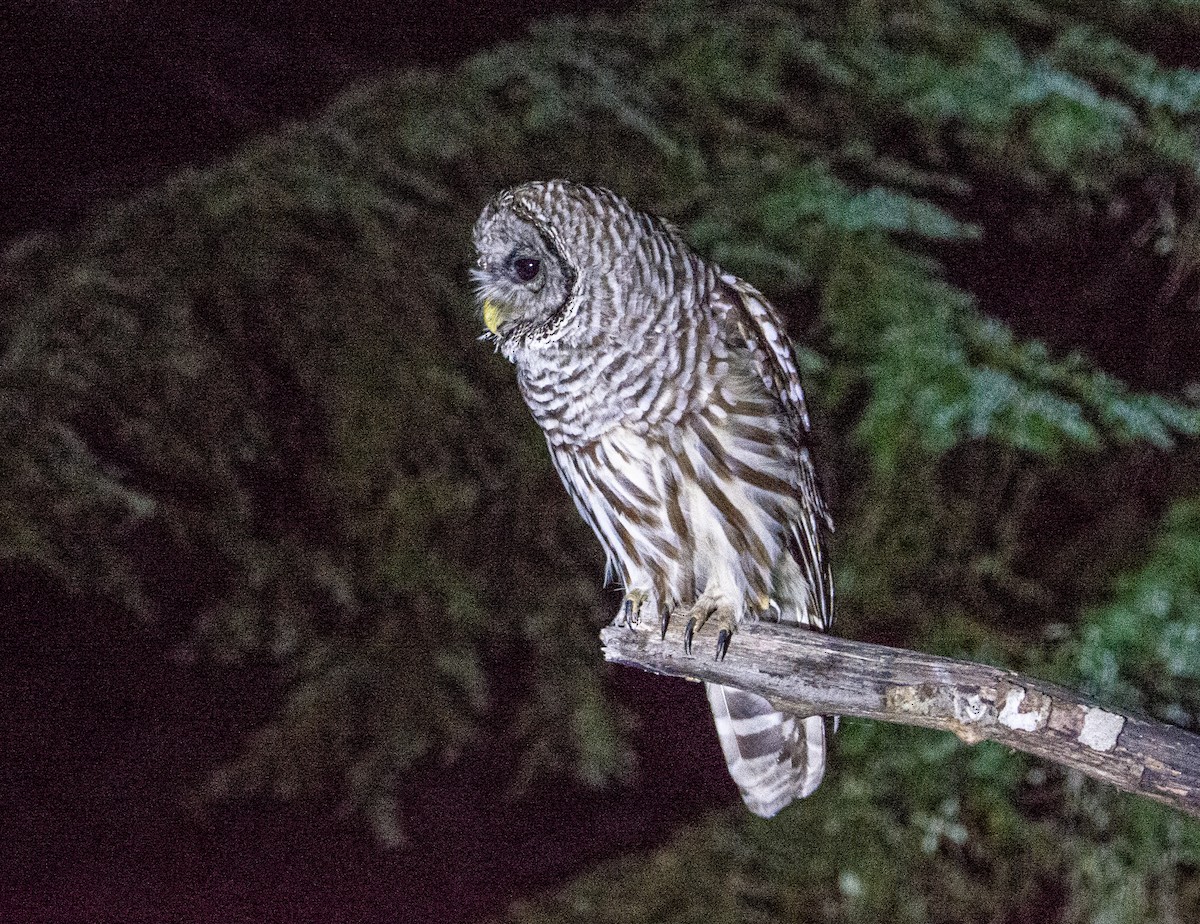 Barred Owl - ML181690171