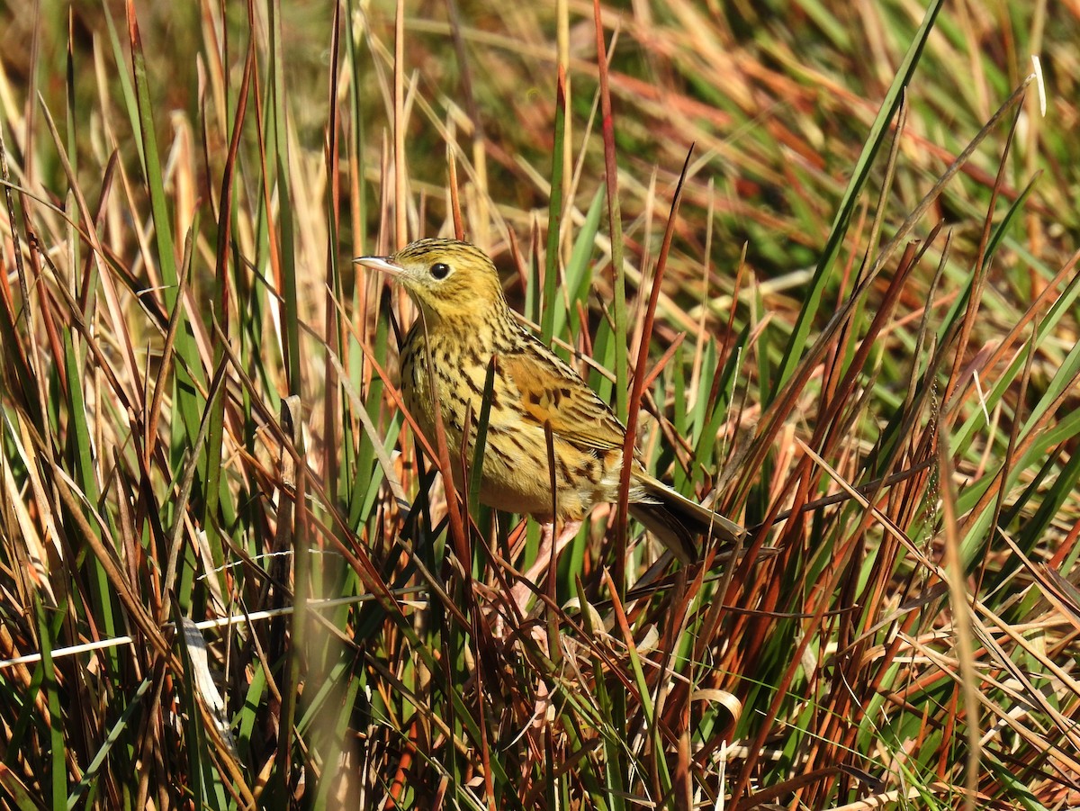 Ochre-breasted Pipit - ML181690351