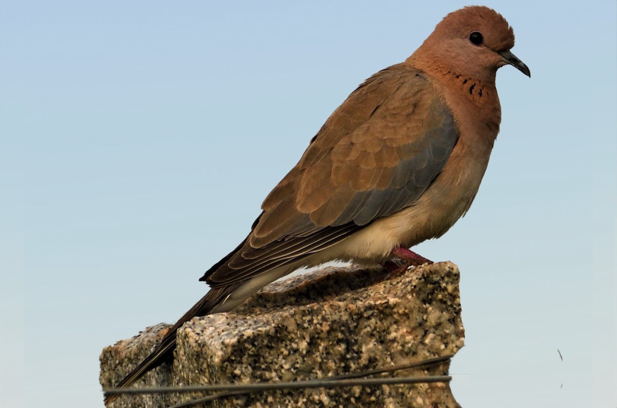 Laughing Dove - ML181692911