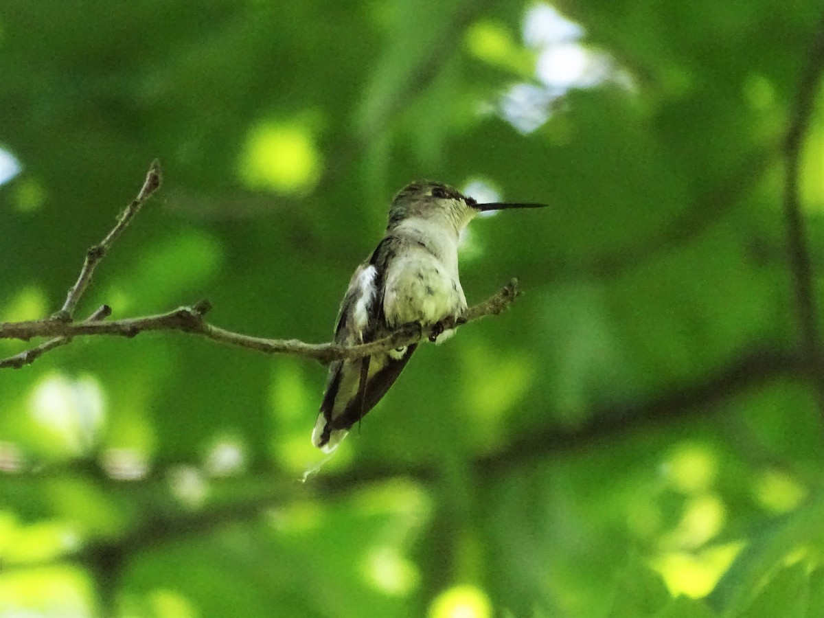 Ruby-throated Hummingbird - ML181696381