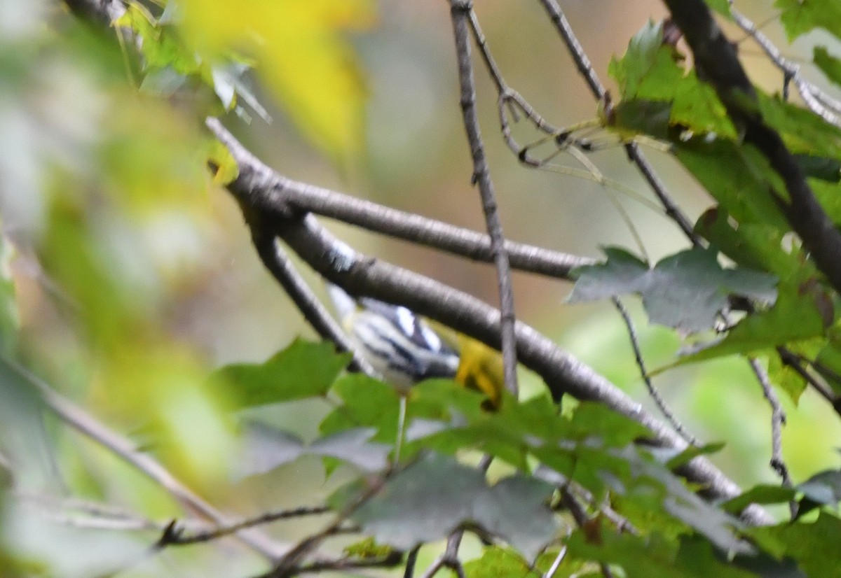 Black-throated Green Warbler - Dean Turley
