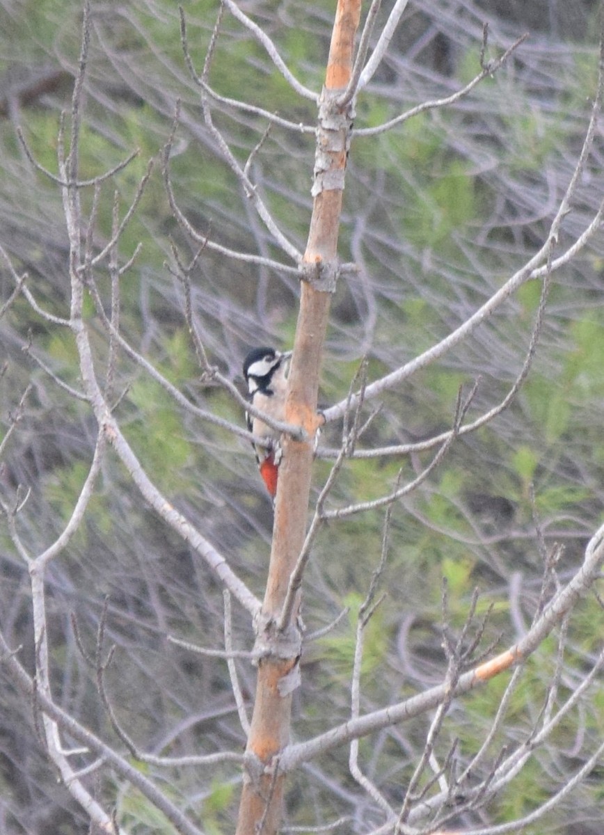 Great Spotted Woodpecker - ML181697811