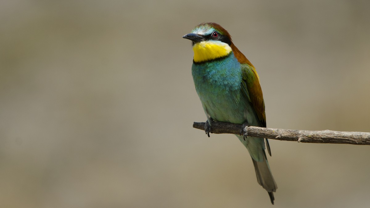 European Bee-eater - ML181702671