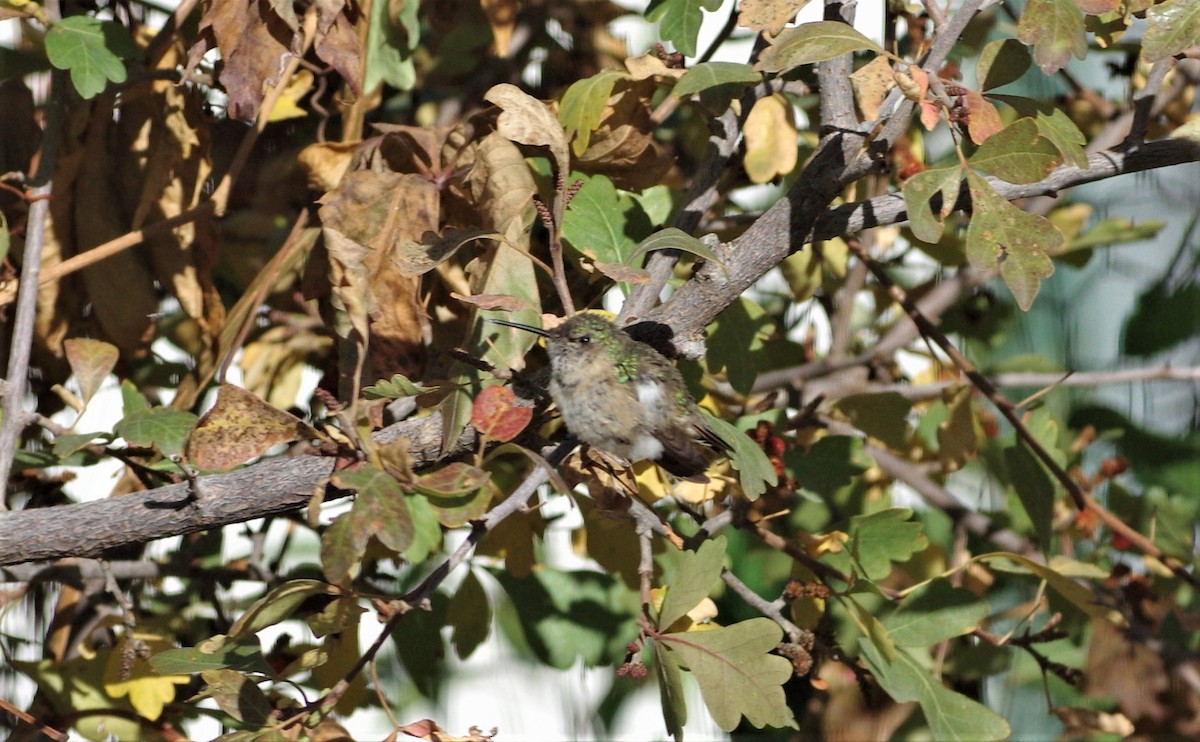Calliope Hummingbird - ML181705931