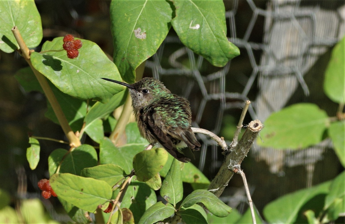 Calliope Hummingbird - ML181705941