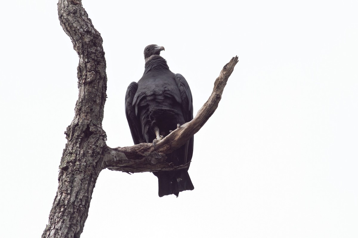 Black Vulture - Deapesh M