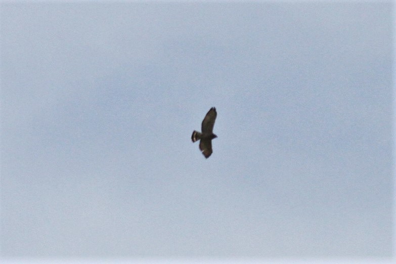 Broad-winged Hawk - ML181710361