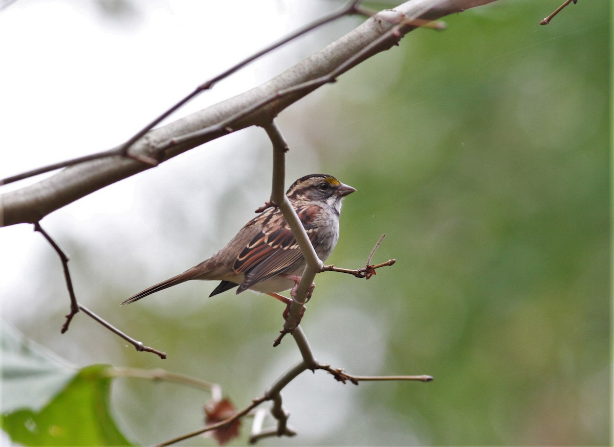 White-throated Sparrow - ML181710431