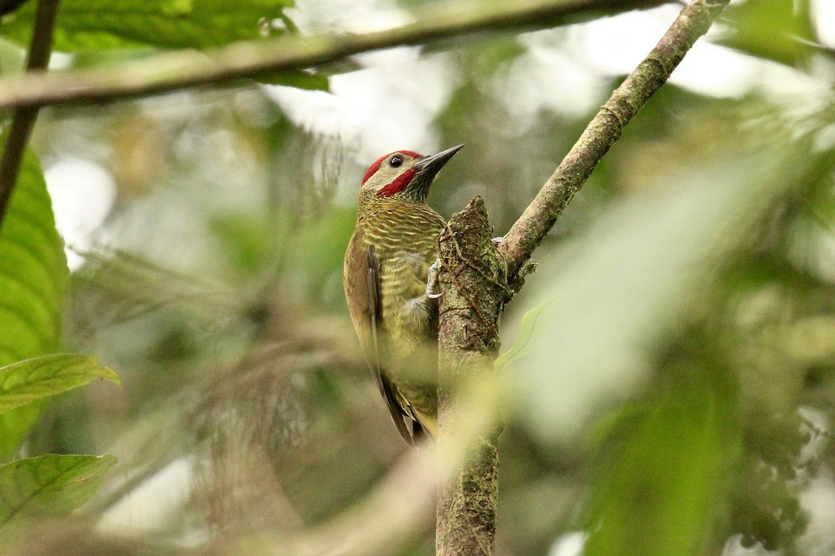 Golden-olive Woodpecker - ML181723791