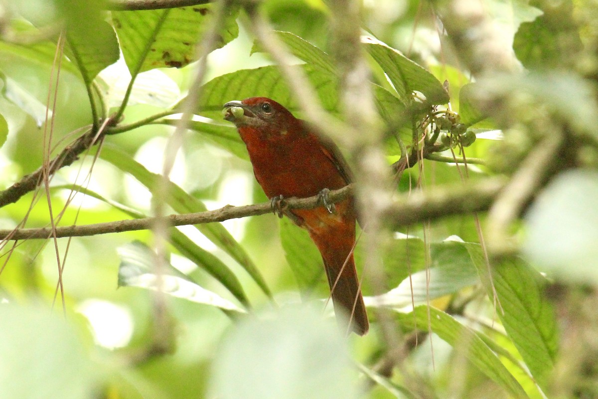 Hepatic Tanager - ML181727071