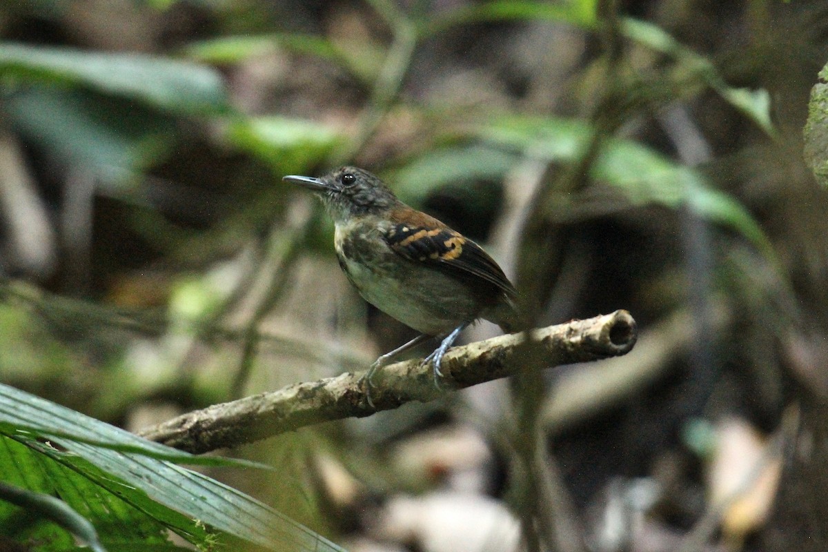 Spotted Antbird - ML181727491
