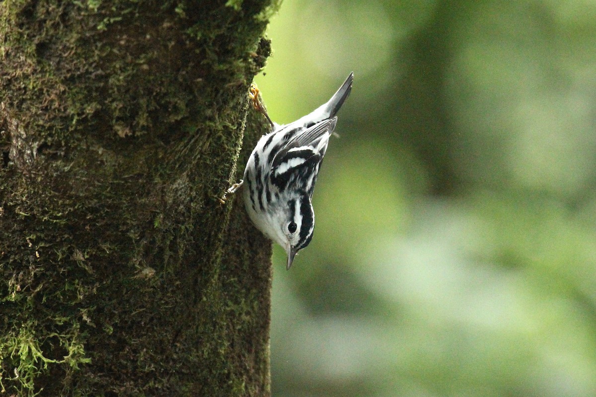 Black-and-white Warbler - ML181728381