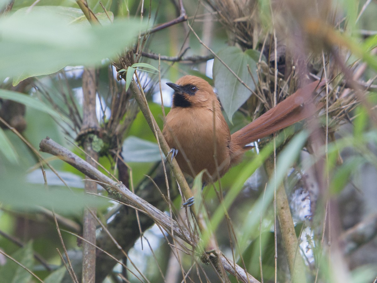 Black-throated Spinetail - ML181733231