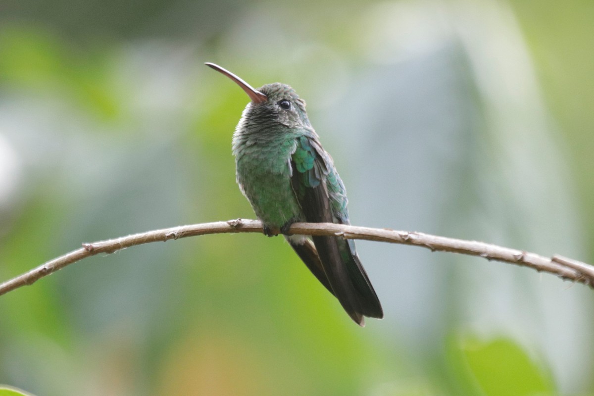 Blue-tailed Emerald - ML181738451