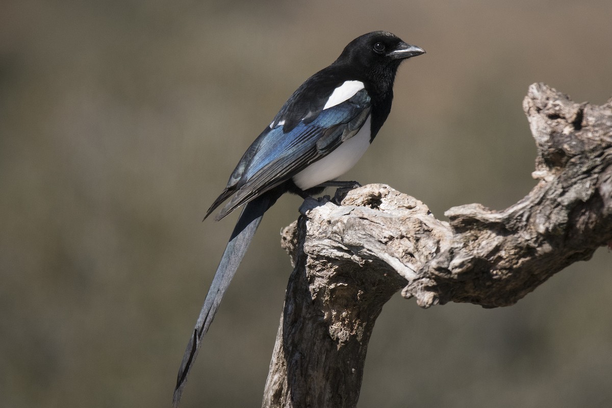 Eurasian Magpie - Miguel Rouco