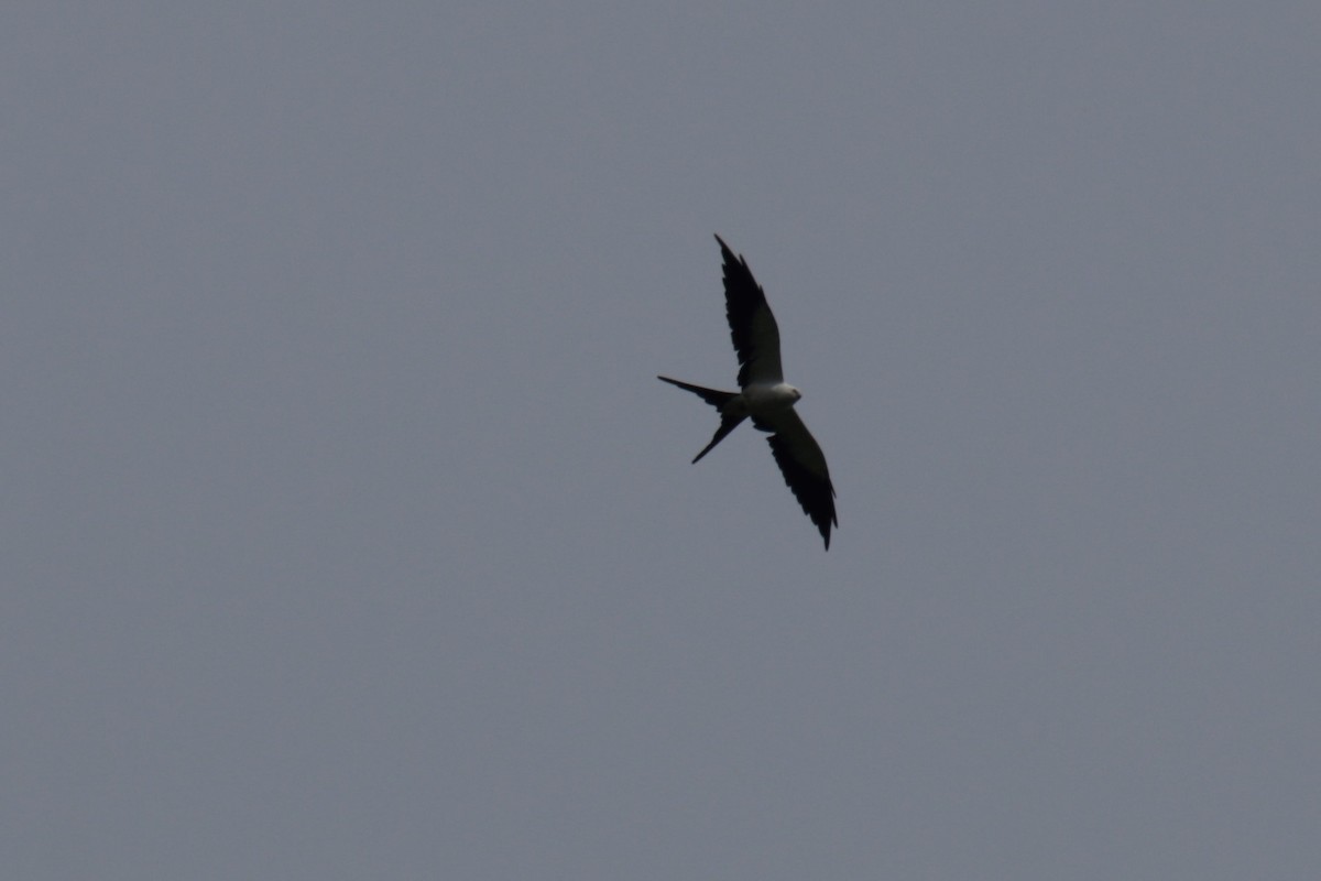Swallow-tailed Kite - ML181740581