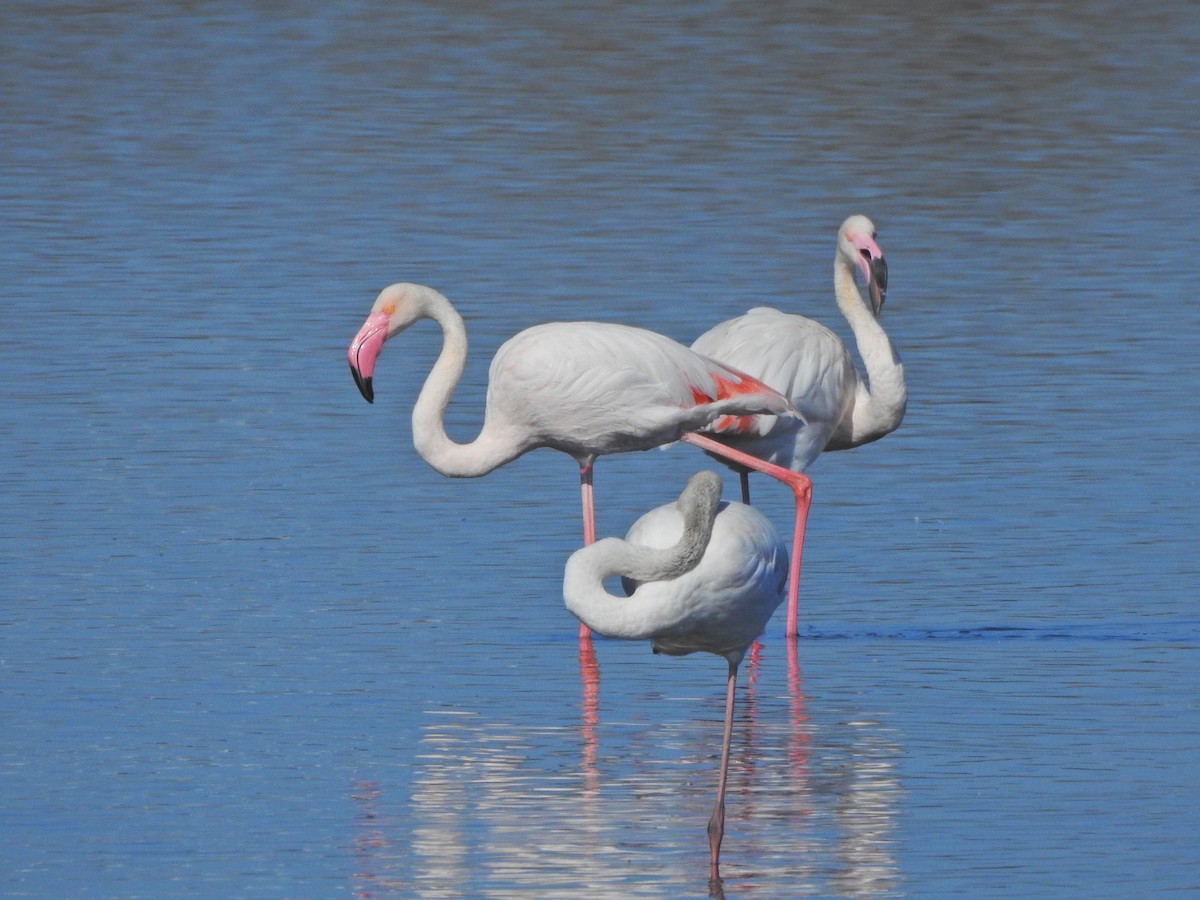 Greater Flamingo - ML181744111