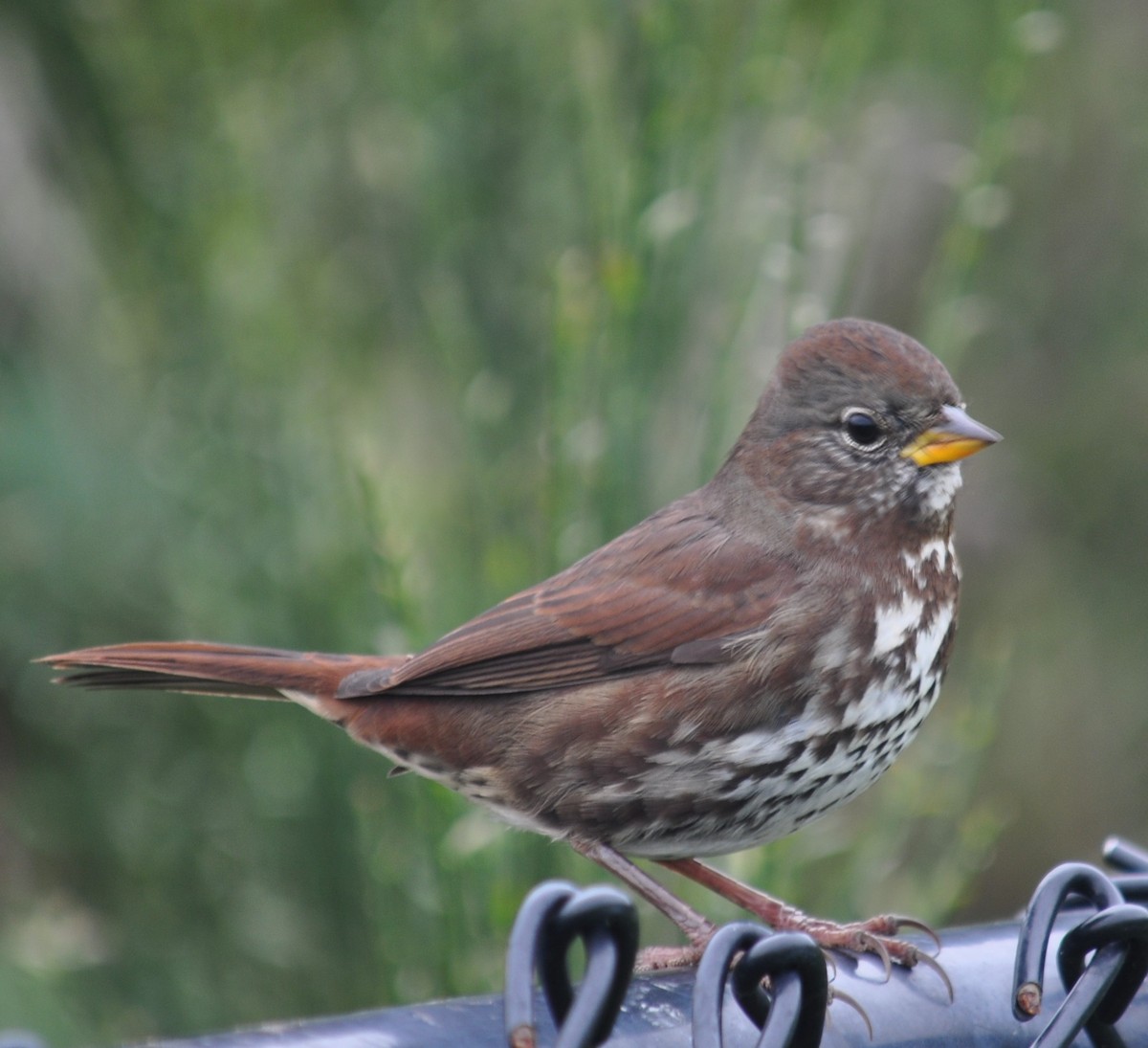 Fox Sparrow (Sooty) - ML181749731