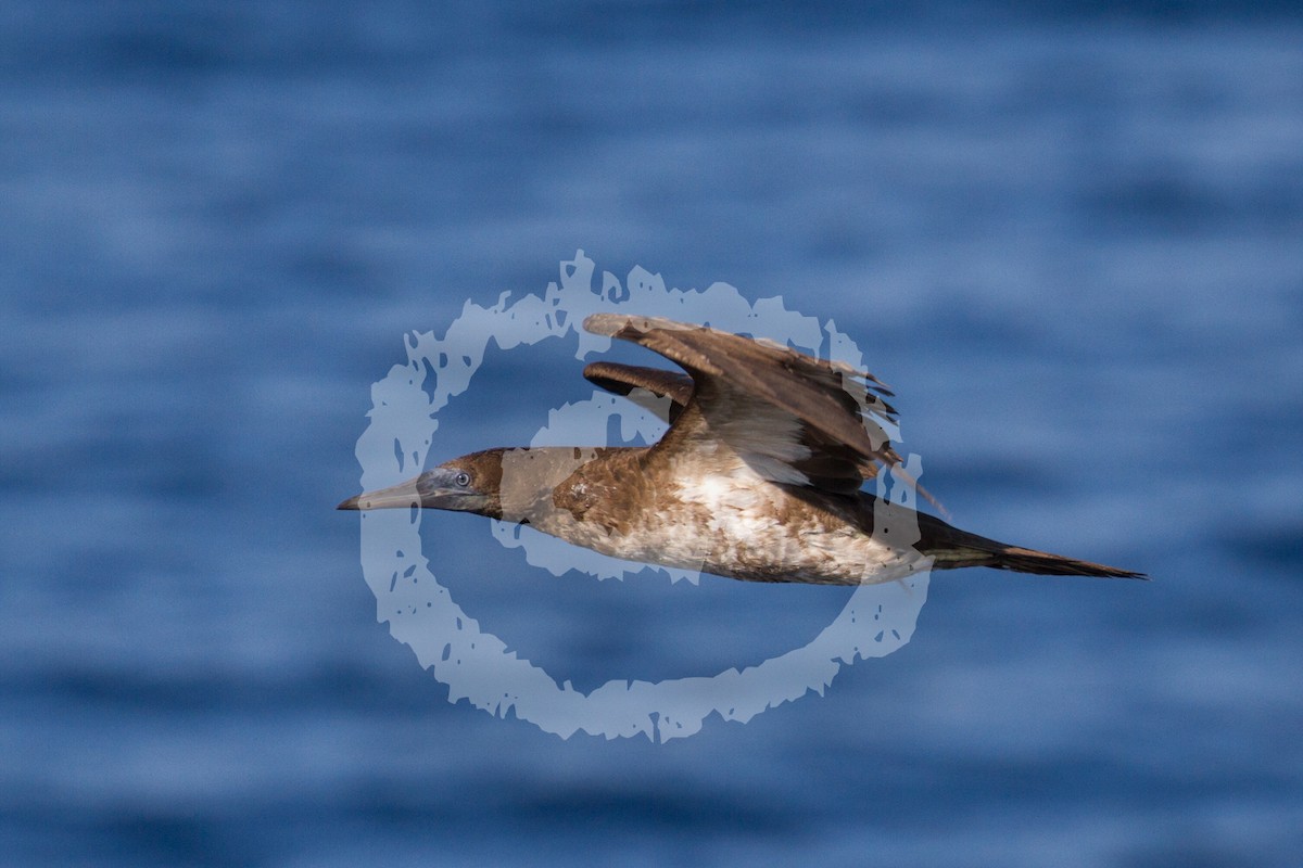 Brown Booby - ML181751381