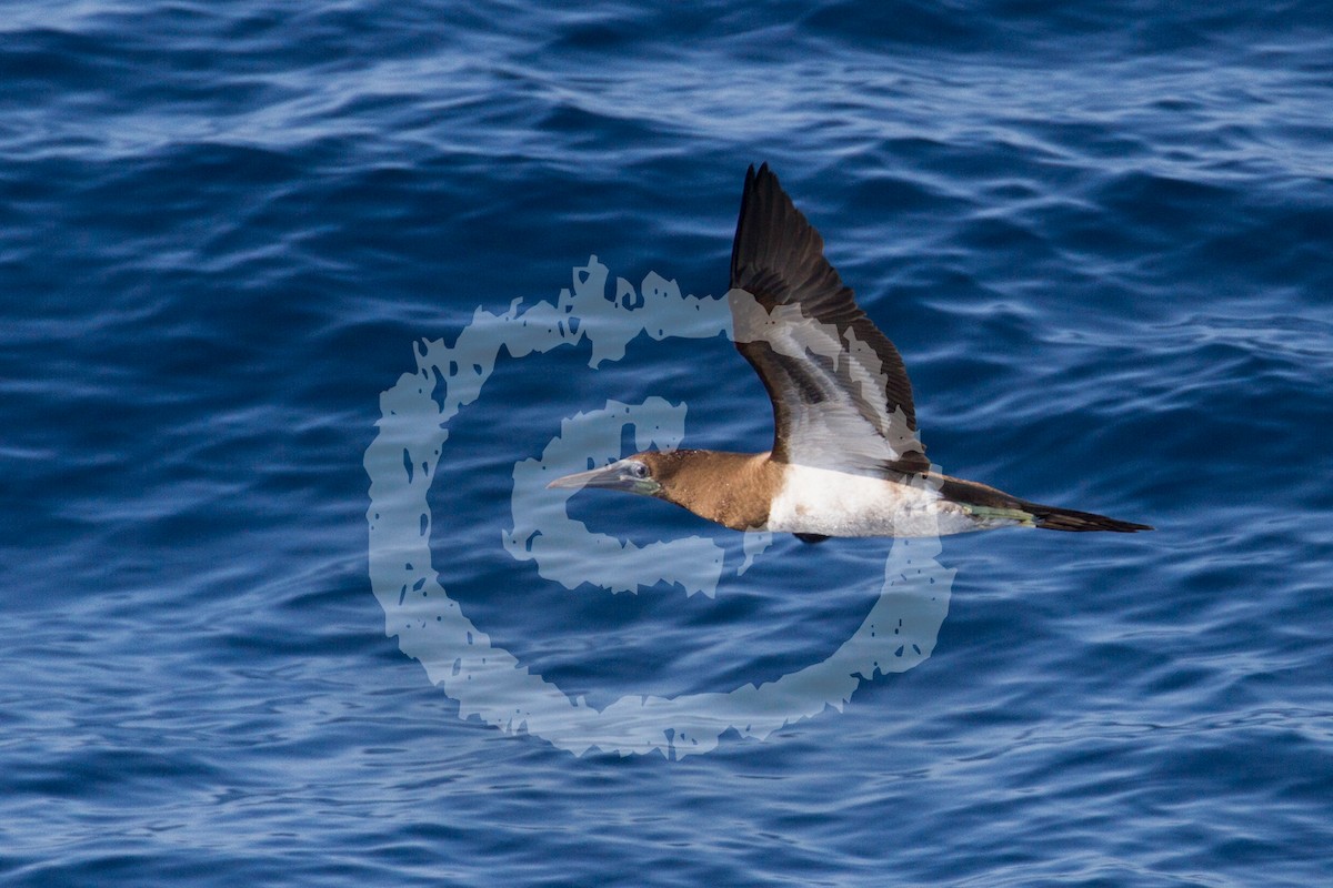 Brown Booby - ML181751391