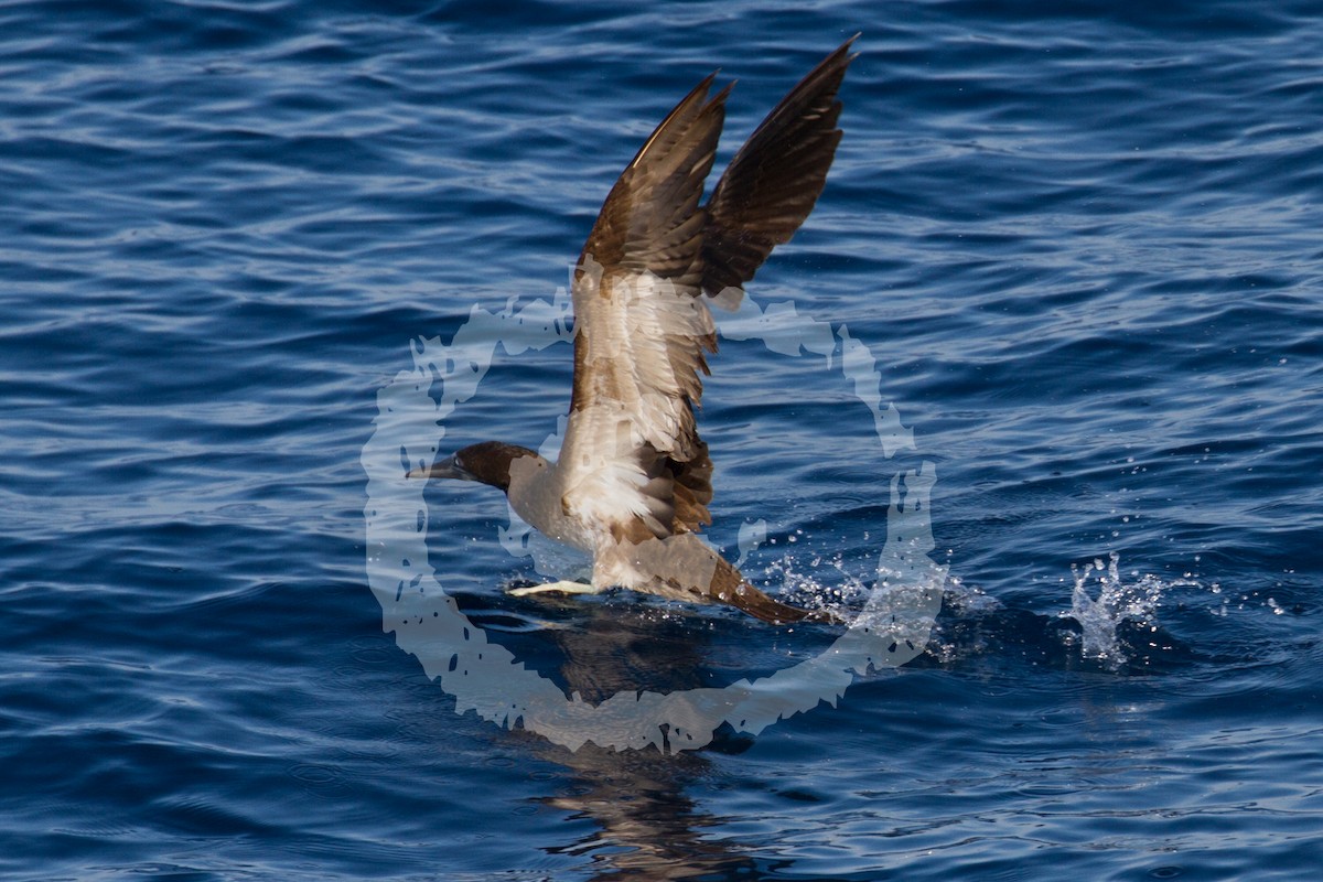 Brown Booby - ML181751461