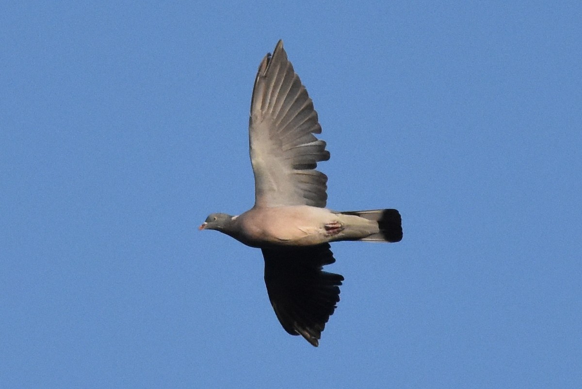 Common Wood-Pigeon - ML181753561