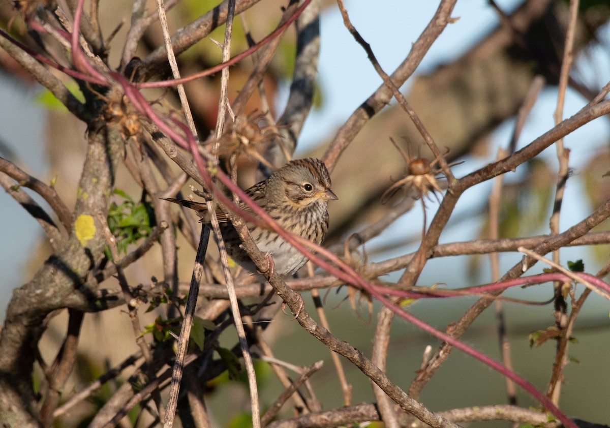 Lincoln's Sparrow - Cody Massery