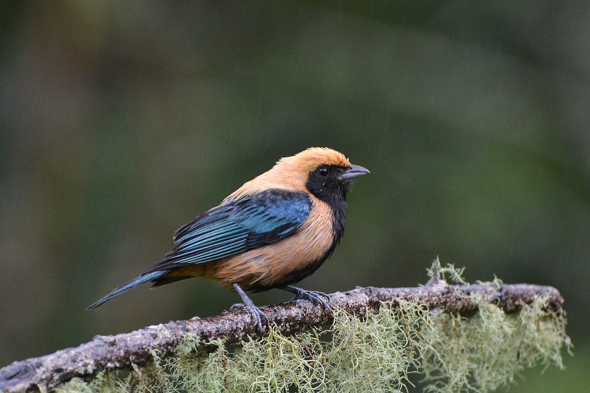 Burnished-buff Tanager - ML181757631