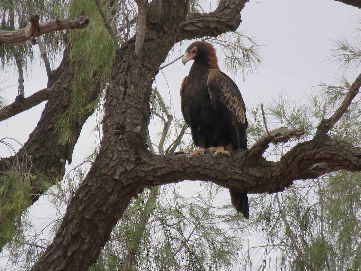 Wedge-tailed Eagle - ML181758321