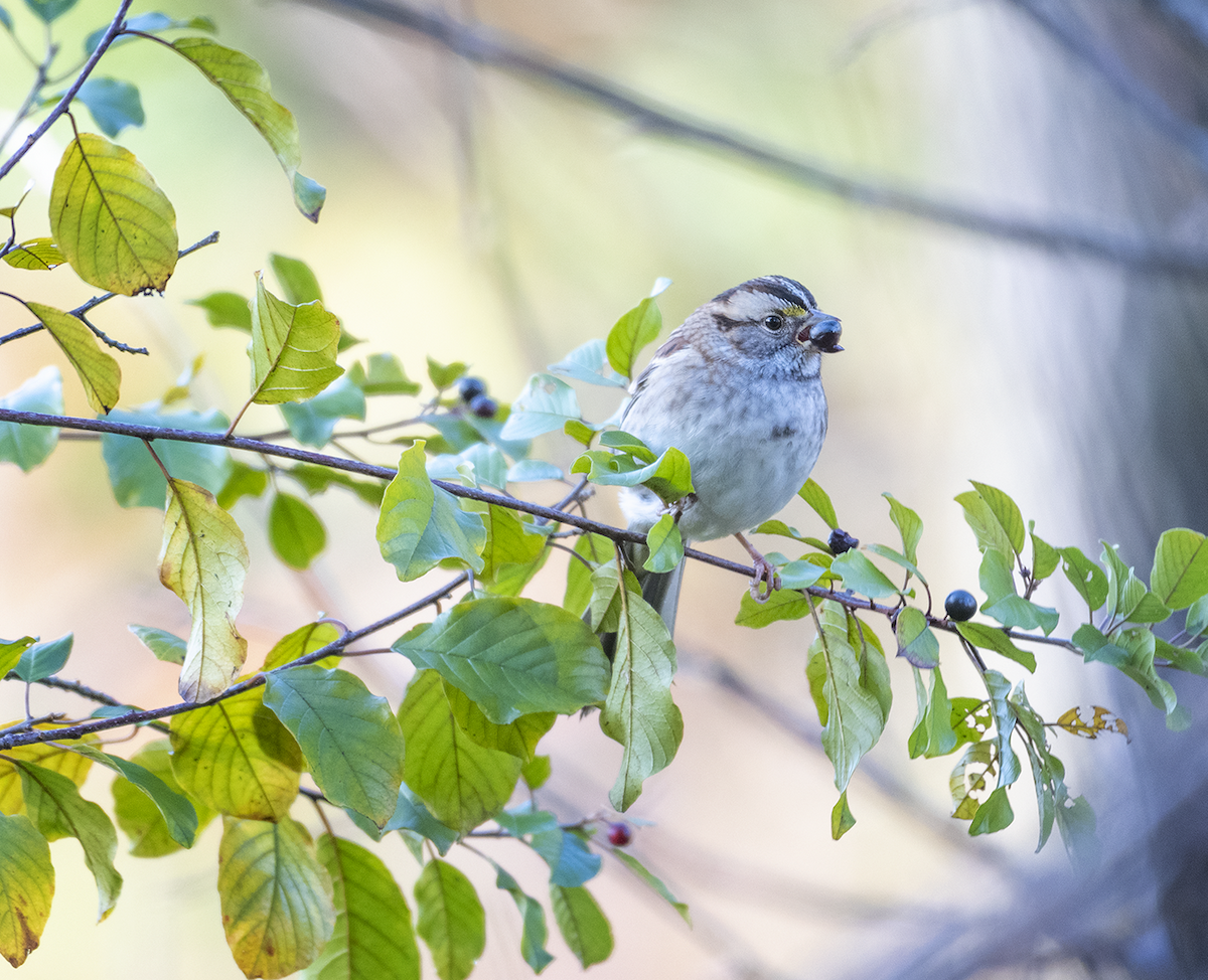 White-throated Sparrow - ML181761701