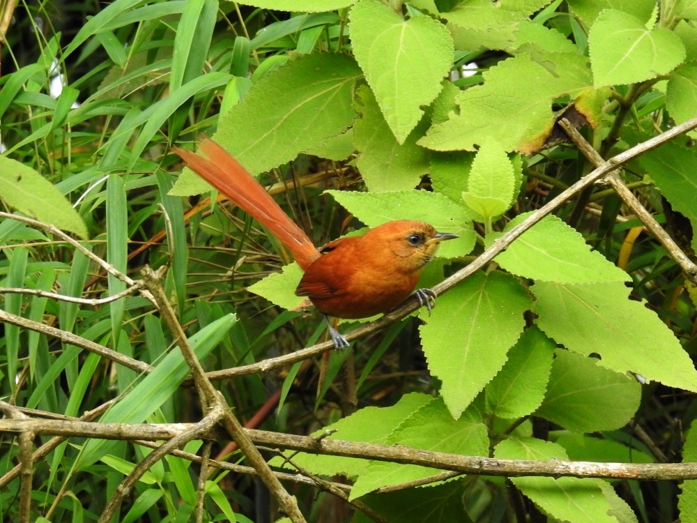 Black-throated Spinetail - ML181761721