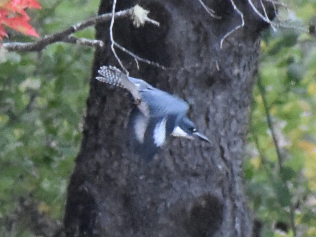 Belted Kingfisher - ML181765291
