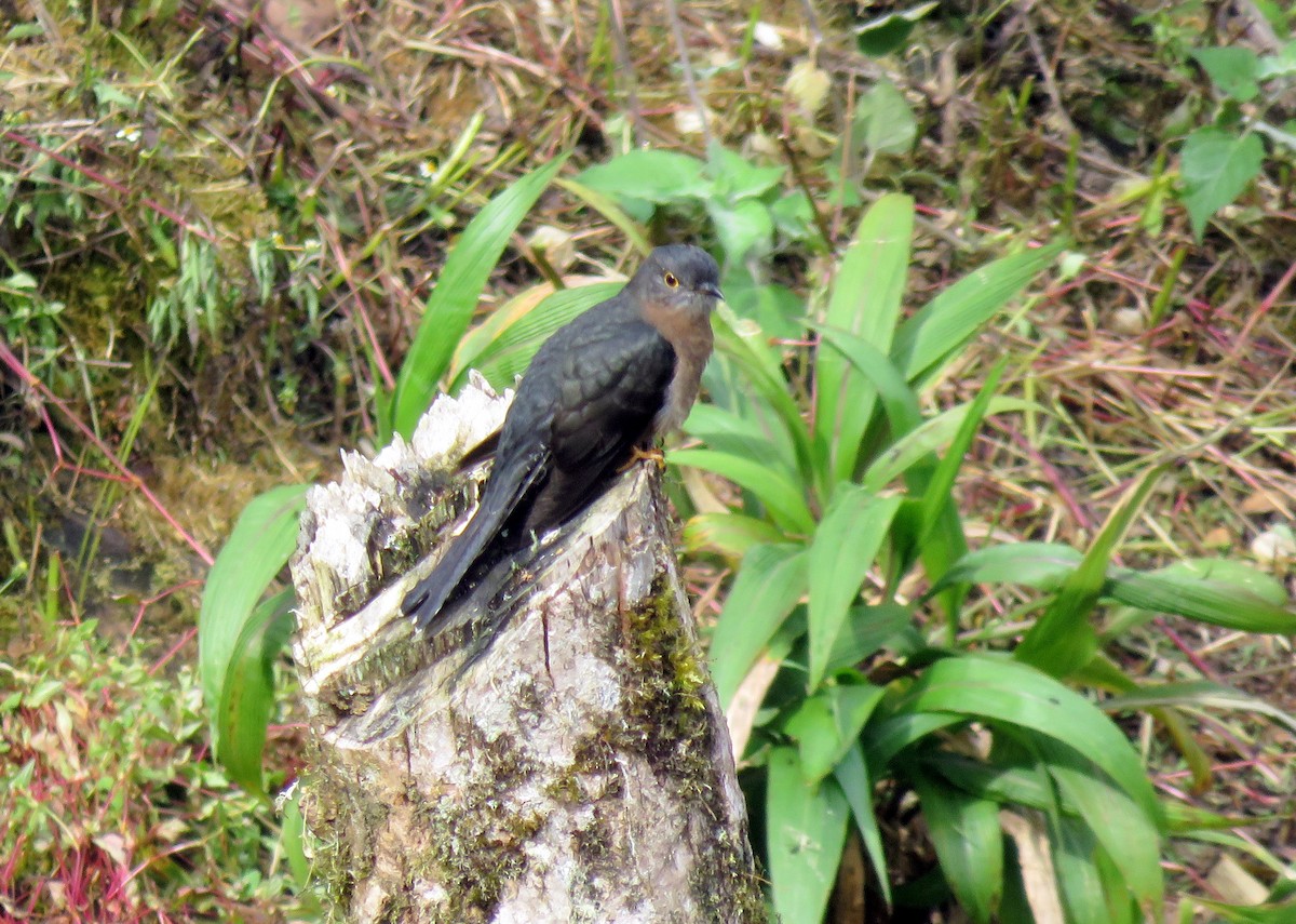 Fan-tailed Cuckoo - ML181769171